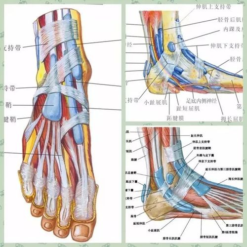 主页 骨病百科 足踝疾病      换言之,腱鞘相当于肌腱的轨道,肌腱可以