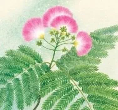 diy手工课:如何绣一朵合欢花?