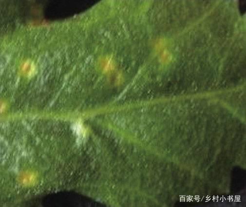 菊花病害防治技术