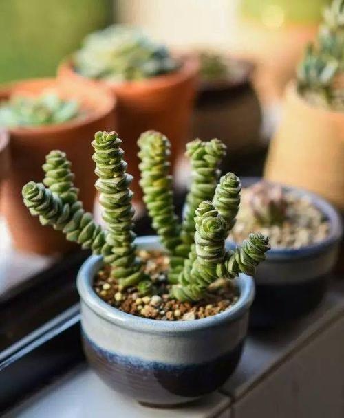 园艺疗法过年逛花市应该怎么选