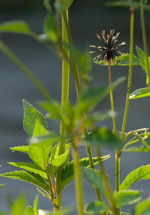 它是降脂降压特效药学名鬼针草路边到处是遇见请重视