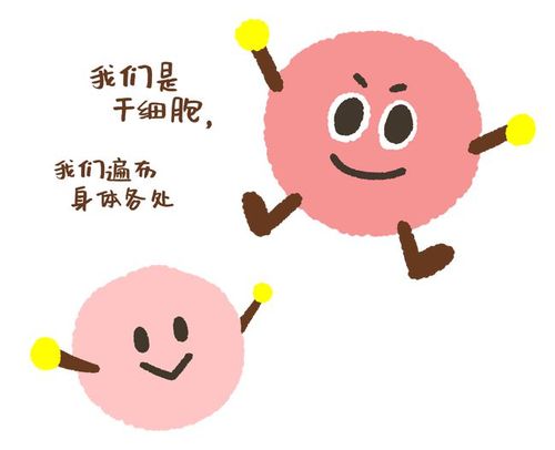 干细胞与免疫细胞,他们有啥不一样?