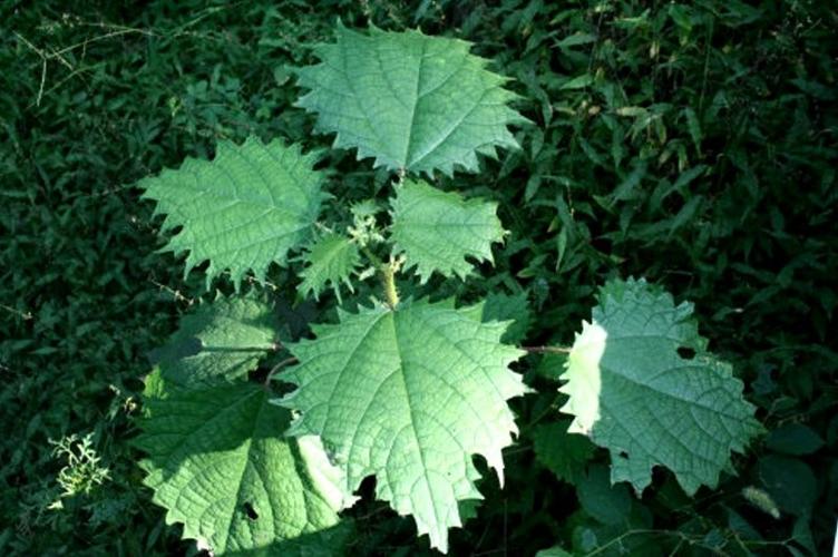 主要价值 【别名】大荨麻,大荃麻 【来源】荨麻科蝎子草属植物大