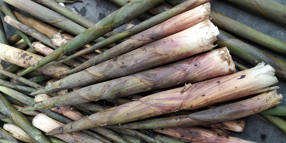 收获漫山遍野的鲜竹笋开心得大家欣喜若狂