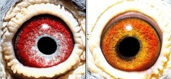 强势围观 国内外黄金配对鸽眼【图集系列三】