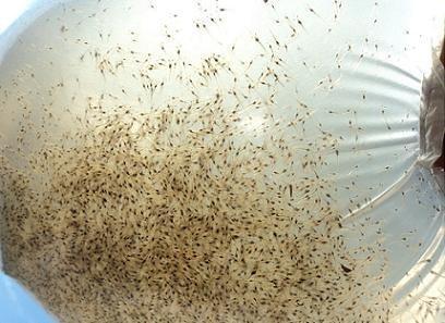 海沧抱卵种虾批发报价