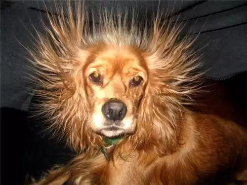 还在吐槽iphonex的齐刘海?这些宠物的发型才是丑到爆!