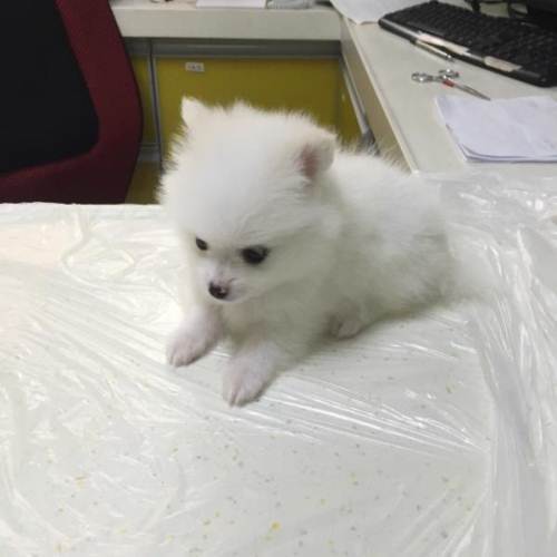 家两只博美犬生的纯白小博美,身体健康有保障,非常萌,可以来家里看狗