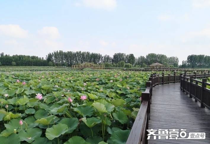滨州十里荷塘景区