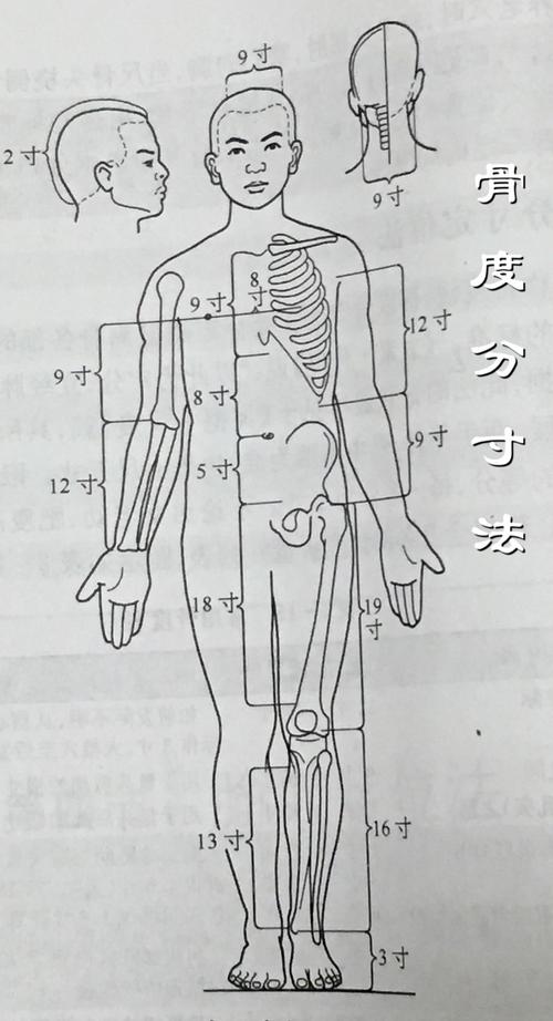 骨度分寸法
