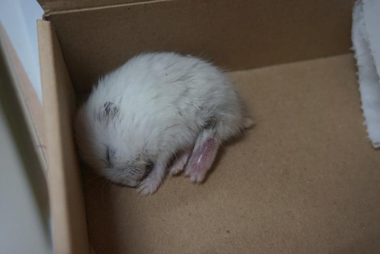 在路边捡到了一只断腿的银狐,收养了下来.