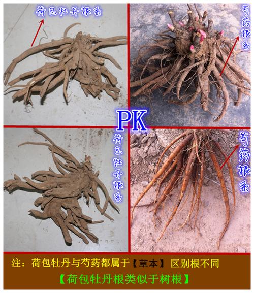 山山牡丹【荷包牡丹】生长势强 庭院阳台绿植盆栽花卉 比较耐寒