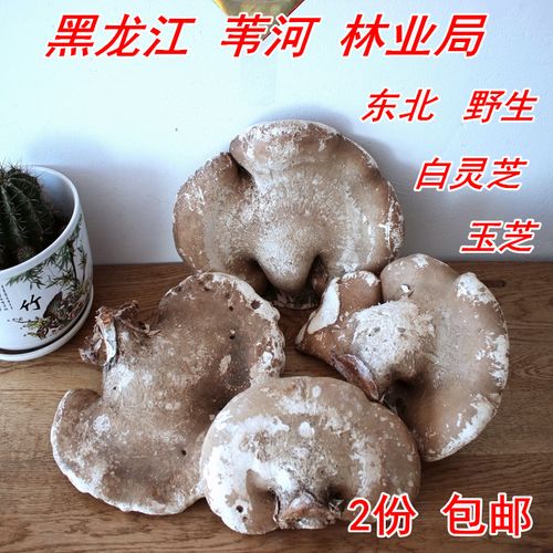 长白山野生灵芝东北白灵芝玉芝整枝灵芝林芝野生灵芝250克2份包邮