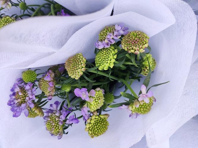 【松虫草】配花 花店 云南昆明斗南鲜切花基地直发批发松虫草