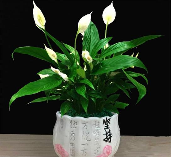 第五种:豆瓣绿