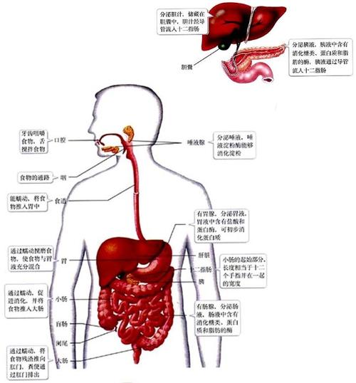 急知人教版七年级下生物书——消化和吸收中人体的食道图!