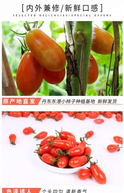 东北丹东特产409碱地小柿子牛奶圣女果草莓铁皮番茄宝石孕妇 1斤试吃