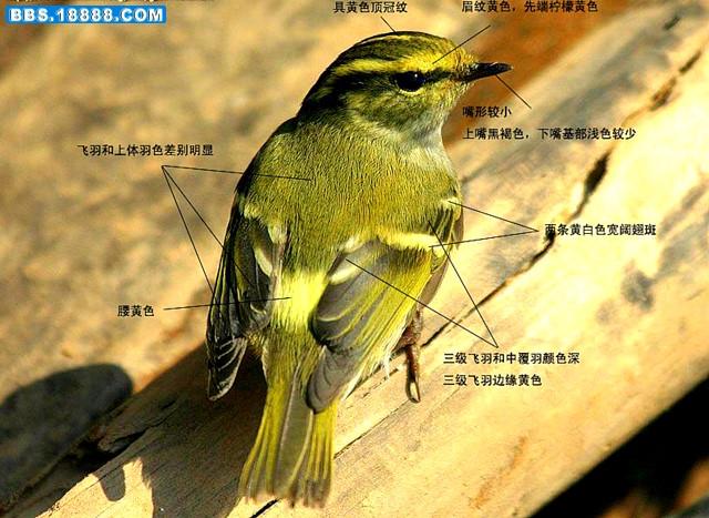 另外有一种叫黄眉柳莺的鸟很像黄腰柳莺,它们的区别是:黄眉柳莺虽然