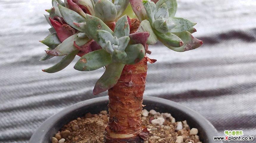 迷你诺玛130507 多肉植物