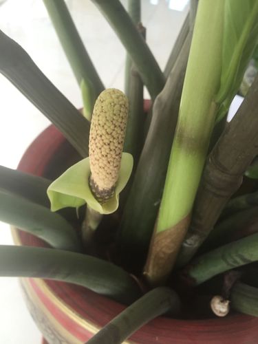 家里养的钱串子,怎么长出这么个东西