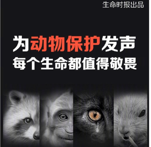 聚焦两会野生动物保护法,比音勒芬以衣为语用心行动!