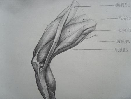 素描大腿肌前面观怎么画,谁有图片就像这种一样.