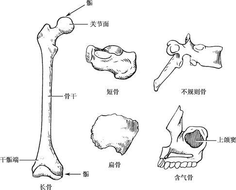 人体206块骨从形态上来看分4类,分别是长骨短骨扁骨和
