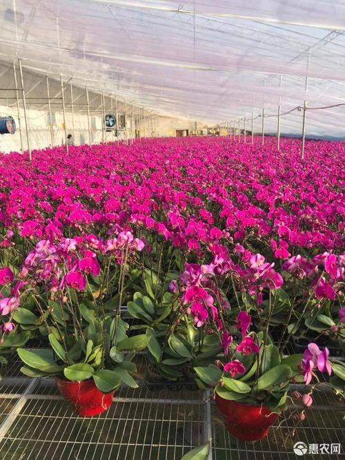 蝴蝶兰年宵花基地直销价格便宜,特技蝴蝶兰