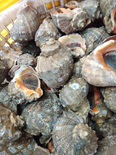 辣螺海螺北海本地辣螺