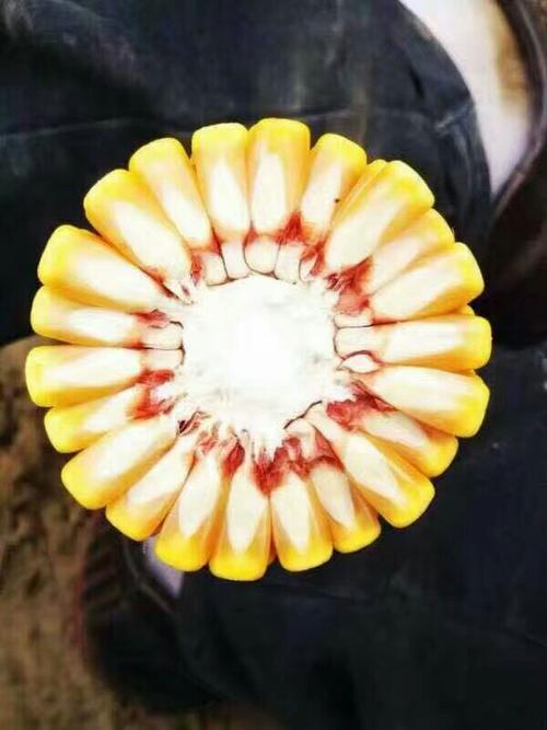 华农866玉米马齿型.高产