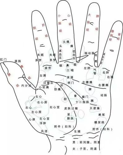 手掌相应组织器官穴位