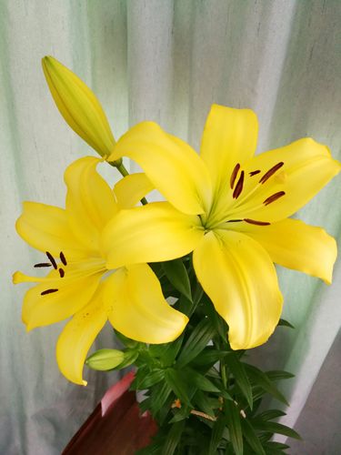 这是20200512首朵百合花开视频. 这