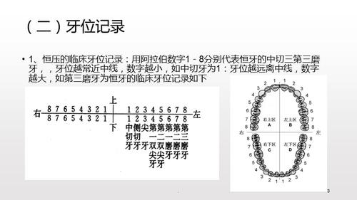 临床牙位的记录方法ppt课件
