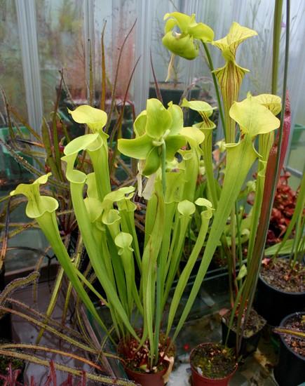  p>瓶子草属(学名:sarracenia)是食虫植物,共有9种和众多的亚种,变种