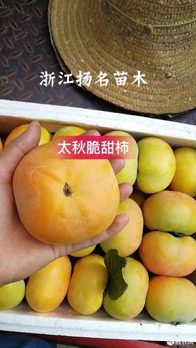 新品种太秋甜柿苗,脆甜柿苗