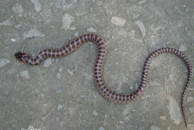 为烂草蛇(赤练蛇) 2 已赞过 已踩过   你对这个回答的评价是?