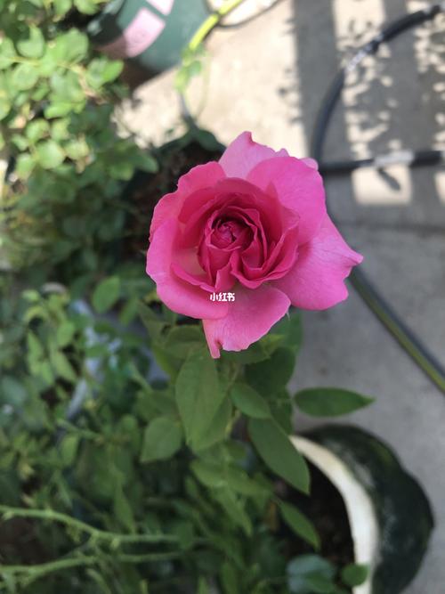 胭脂口红-戴尔巴德月季_胭脂_口红_月季_辰溪县屈原公园攻略_盆栽