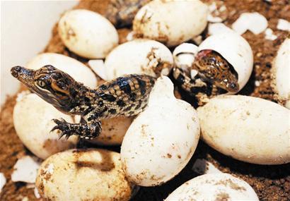 鳄鱼能自行决定后代的性别孵化温度高一点是雄性低一点是雌性