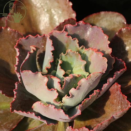 西童蓝色妖姬多肉植物超大单头法国皇后包菜系列多肉