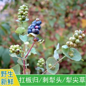 现采新鲜野外中草药材杠板归赤地利刺犁头老虎利山荞麦犁尖草500g