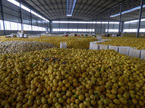 柠檬生产基地-其他生鲜水果