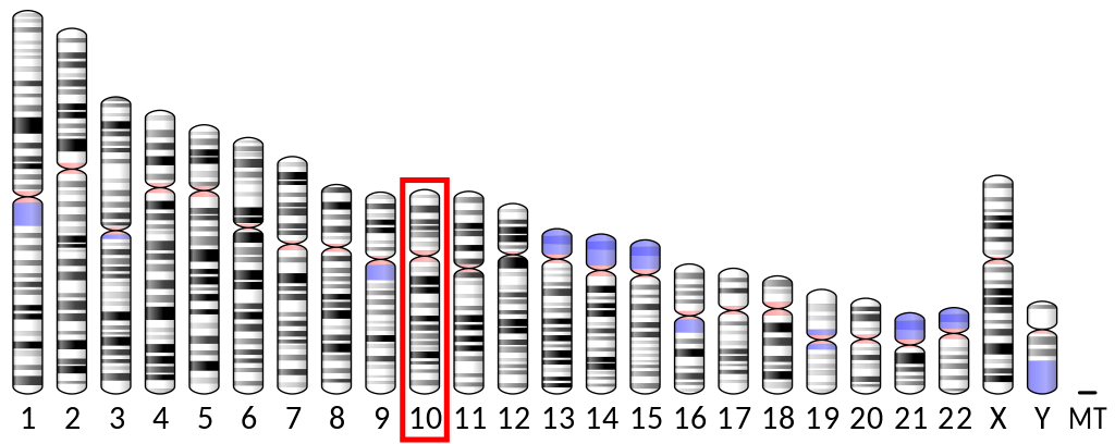 file:ideogram human chromosome 10.svg