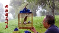 5分钟母画眉鸟叫声,公鸟听了都跟着叫!-生活-高清完整