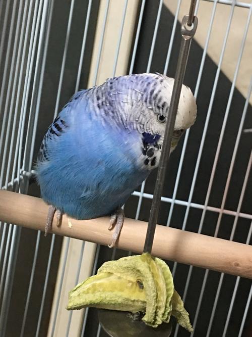 我家的蘑菇头鹦鹉这几天毛突然变成这样了……不知道是因为有寄生虫