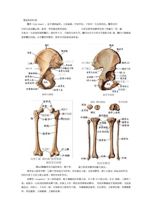 人体全身206块骨头的名称.docx 21页