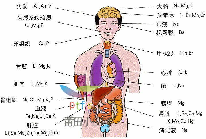 人体肺部透析,惊叹奇石 - 生活情报 - 莆鱼网 -  by
