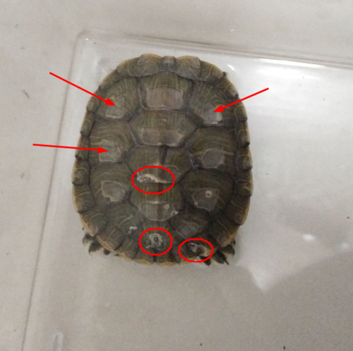 请好心人帮忙看看我的乌龟是腐甲还是换甲啊 谢谢