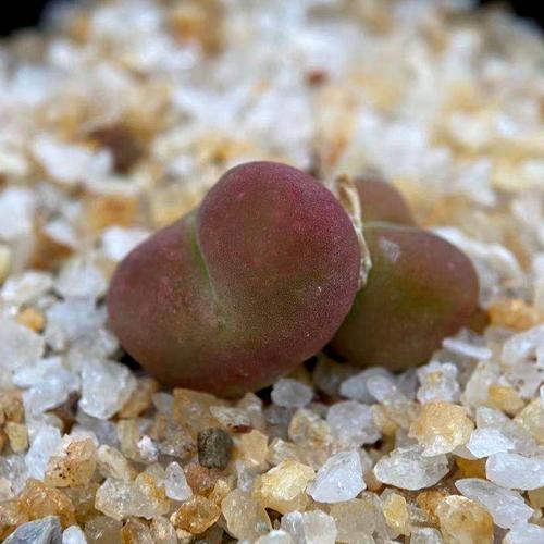 4月编号间多18011蟠桃双头一批新一批日上200包邮多肉植物