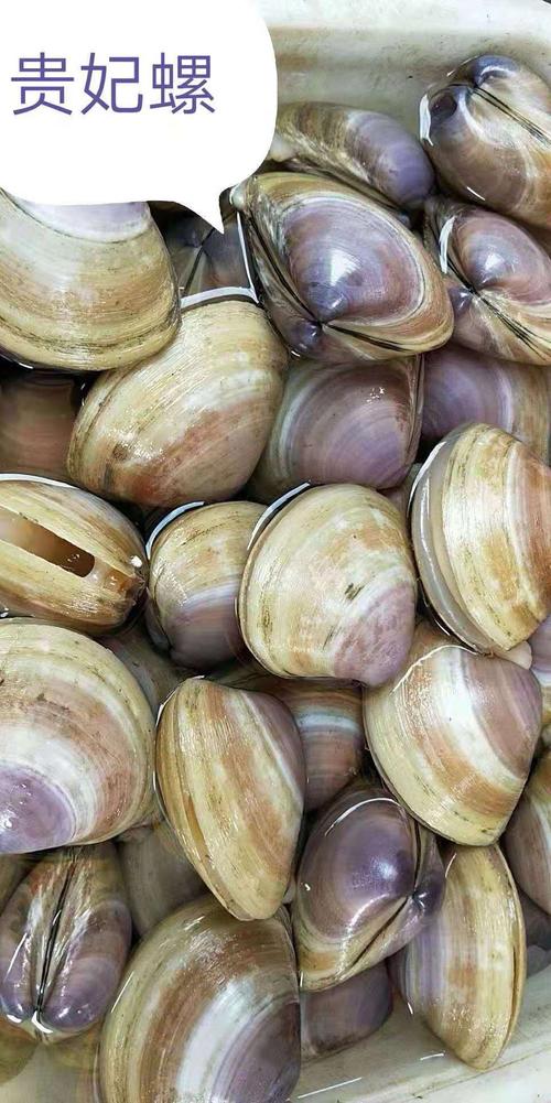 贵妃螺