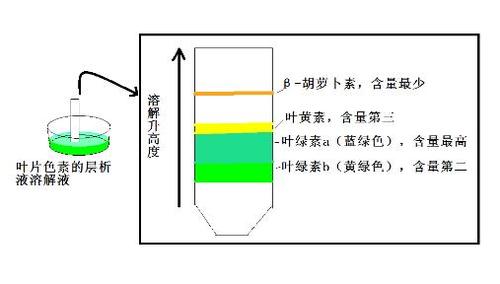 纸色谱中展开剂为什么要用水饱和